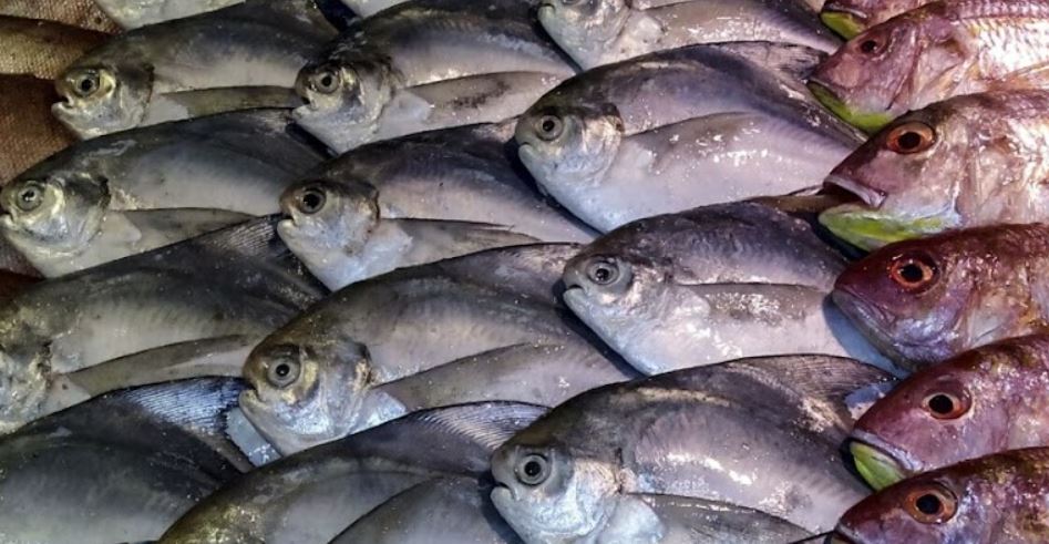 Health Benefits For Fish Sea Dam Good Fish