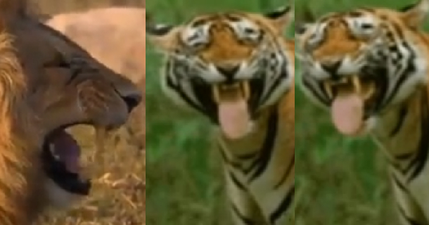 Laughing tiger videos and photos getting viral on social media