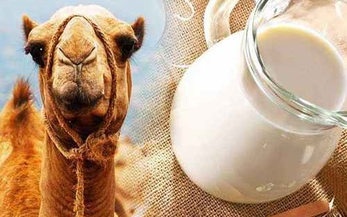 Camel milk has been initiated in coimbatore for the first time for its medical benefits