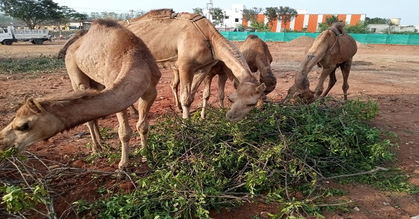 Camel milk has been initiated in coimbatore for the first time for its medical benefits