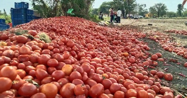 Tomato price has been drastically came down which disappoints farmers