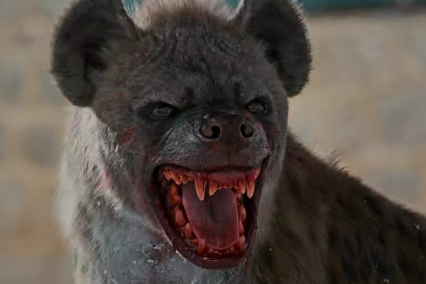 leo-hyena-scene-huge-budget-details